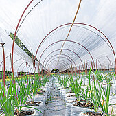 Films for Greenhouses