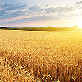 Wheat proteins