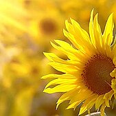 Vegetable oils and oligomers