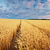 Raw materials for the food industry