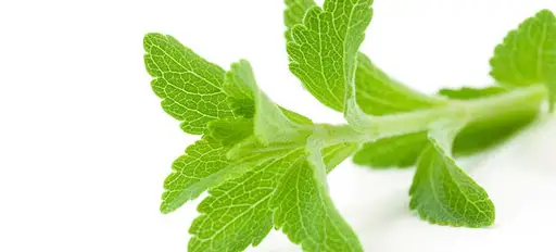 Steviol glycosides from Stevia 