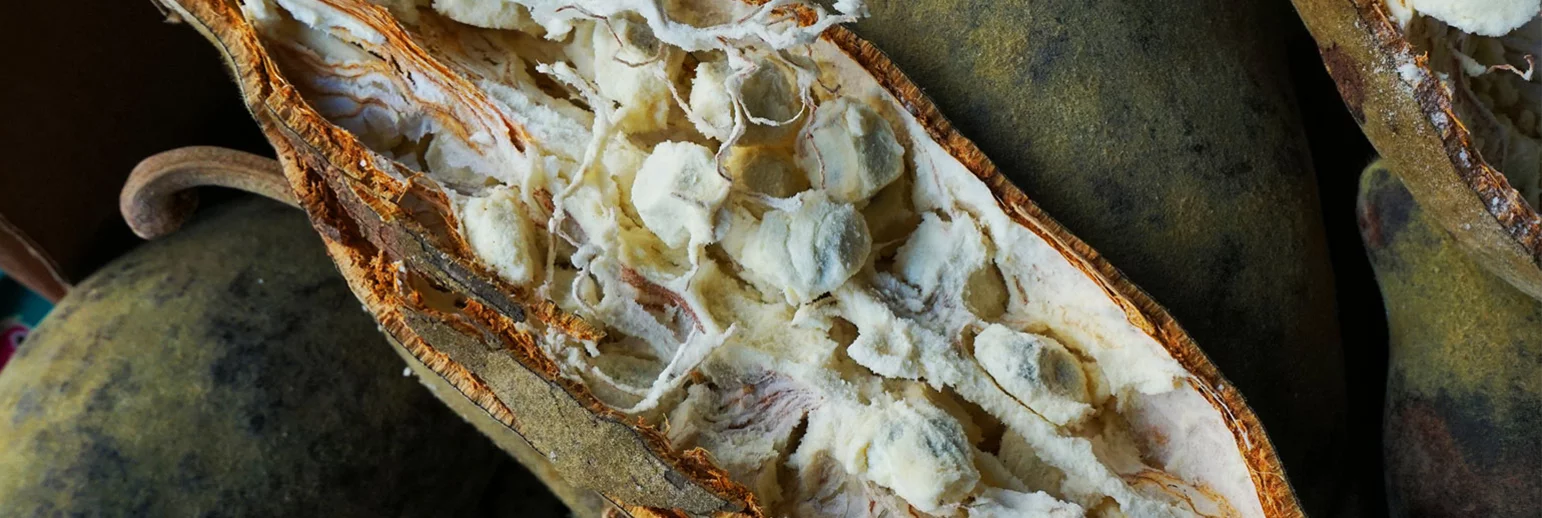Baobab Fruit Powder and Extracts 