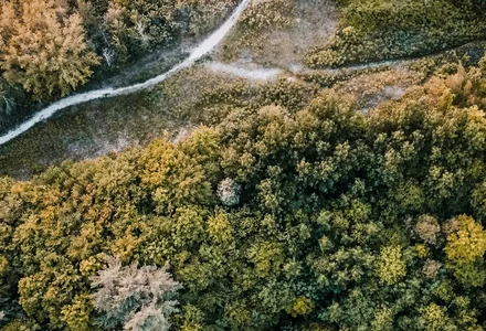 Rozporządzenie EUDR (European Union Deforestation Regulation) 
